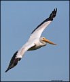 _1SB6550 american white pelican